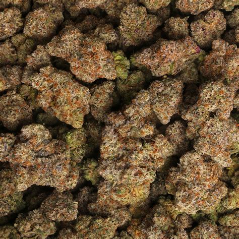Gumbo cake strain. Things To Know About Gumbo cake strain. 